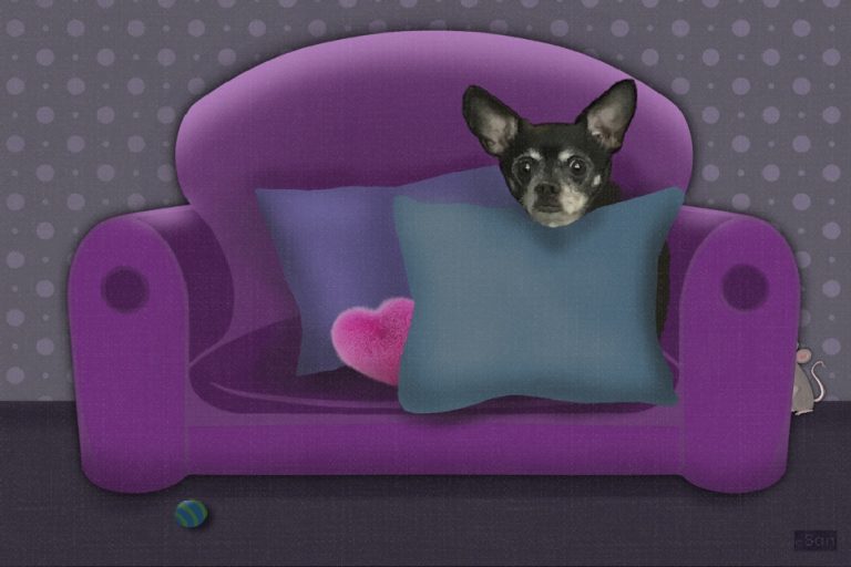 Bob the Barker Chihuahua Dog Story